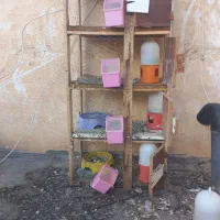 جفت کن کبوتر