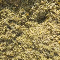 علوفه ذرت دانه دار(سیلو) خوراک دام
