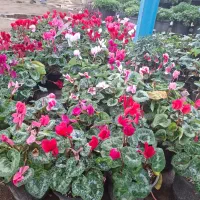 سیکلامن نگون سار|گل و گیاه طبیعی|تهران, عباس‌آباد|دیوار