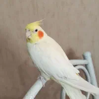 عروس هلندی ماده