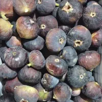 انجیر شیرین