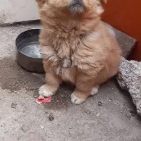 سگ پامر|سگ|اردبیل, |دیوار