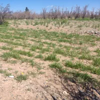 زمین مسکونی