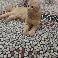 گربه خانگی