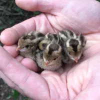 جوجه یک روزه بلدرچین