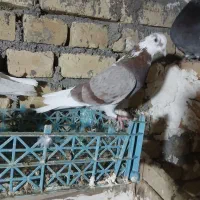 سه جفت کفتر ماده پرشی|پرنده|قیدار, |دیوار