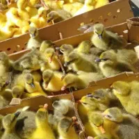 غازوقوغاز جوجه گوشتی اردک اسراییلی پکنی مرغ شاخدار