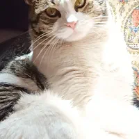 گربه گمشده|حیوانات|مبارکه, |دیوار