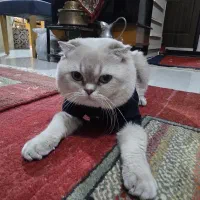 گربه اسکاتیش فولد نر جهت جفت گیری