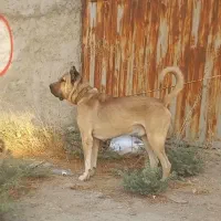 (سگ) سرابی پژدر سراب عراقی آلابای افغان نگهبان|سگ|رباط‌کریم, نصیرشهر|دیوار