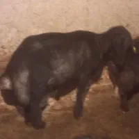 قوچ قره قزل به شرط بره دهی سیاه