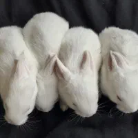 خرگوش آلبینو|موش و خرگوش|سمنان, |دیوار