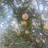 سیب|خوردنی و آشامیدنی|الشتر, |دیوار