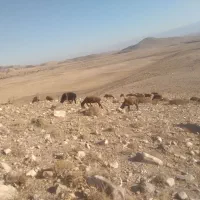 بره نر|حیوانات مزرعه|سرولایت, |دیوار