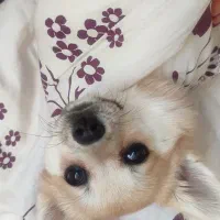 توله سگ|سگ|اصفهان, فرماندهی انتظامی اصفهان|دیوار