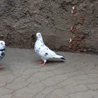 کبوتر تهرانی