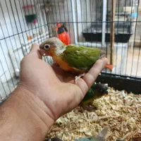 گرینچیک|پرنده|نیشابور, عدالت|دیوار