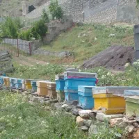 زنبور عسل