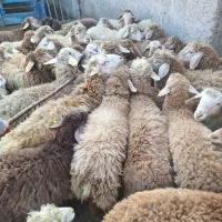 گوسفند بهداشتی زنده شهریار با قصاب بایک تماس|حیوانات مزرعه|شهریار, شهریار|دیوار