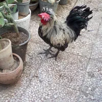 2تاخروس‌رسمی‌خونگی‌درشت‌خروس‌لهستانی|حیوانات مزرعه|قم, هنرستان|دیوار