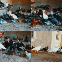 بوقلمون|حیوانات مزرعه|قم, حاج زینل|دیوار