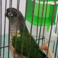 طوطی گرنچیک  سینه نارنجی  رام واهلی سخنگو|پرنده|برازجان, |دیوار