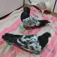دمبی اشعل دوکت