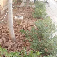 خدمات باغبانی درخت کاری سم پاشی گل کاری|خدمات باغبانی و درختکاری|شیراز, قصرالدشت|دیوار