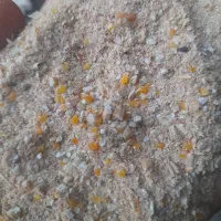 ۲۰۰کیلو دان گوساله پروار اضاف اوردم