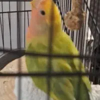 گمشده طوطی برزیلی|حیوانات|کرج, بنیاد|دیوار