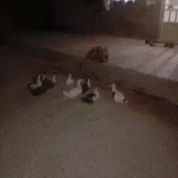 اردک نر ماده|حیوانات مزرعه|بیرانوند, |دیوار