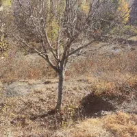 وشنوه (700متر زمین فندق در هده رود)قابل معاوضه|فروش زمین و ملک کلنگی|قم, سالاریه|دیوار