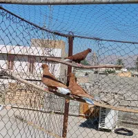 12عدد دمبی درجه یک همه باهم|پرنده|بهبهان, |دیوار