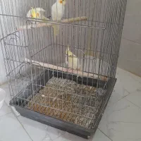 قفس بزرگ