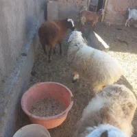 بره ماده سبک وزن|حیوانات مزرعه|درمیان, |دیوار