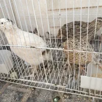 بلدرچین تخمگذار
