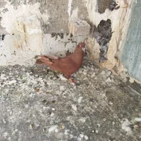 کفتر|پرنده|بروجرد, |دیوار