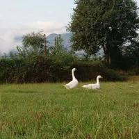 اجاره کوتا مدت درجاده ماسوله با آرامش کامل|اجارهٔ کوتاهمدت ویلا و باغ|ماکلوان, |دیوار