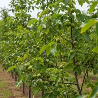 نهال گردو اقتصادی با کیفیت زیاد|خدمات باغبانی و درختکاری|اصلاندوز, |دیوار