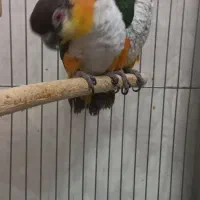 کایک سرسیاه|پرنده|تهران, افسریه شمالی|دیوار