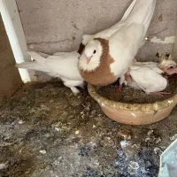 طوقیه ننه