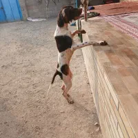 سگ شکاری ماده