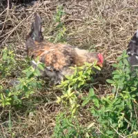 چند عدد خروس پاپری|حیوانات مزرعه|رشت, لاکان شهر|دیوار