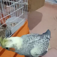 عروس هلندی|پرنده|تبریز, |دیوار