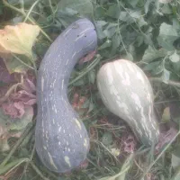 فروش کدو حلوای زرد