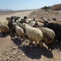 میش داشتی|حیوانات مزرعه|شهرضا, |دیوار