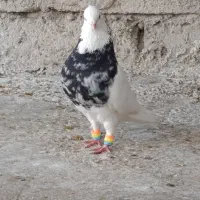 نر طوقی هفت‌رنگ سیاه