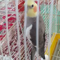 عروس هلندی نر