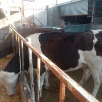 دوراس گاو سمینتال