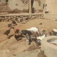 فروش ۱۰ بوقلمون بومی ۷تا ماده ۳ تا نر|حیوانات مزرعه|اردل, |دیوار